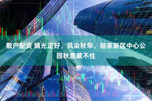 散户配资 晴光正好，风染秋华，陆家新区中心公园秋意藏不住