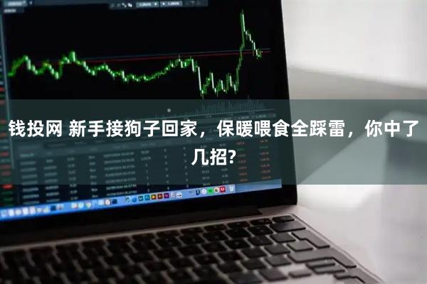钱投网 新手接狗子回家，保暖喂食全踩雷，你中了几招?